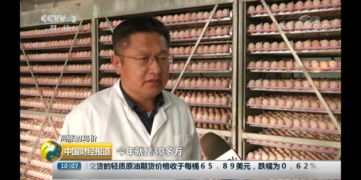 CCTV-2财经频道 走进大地牧业 探寻毛鸡供不应求背后原因