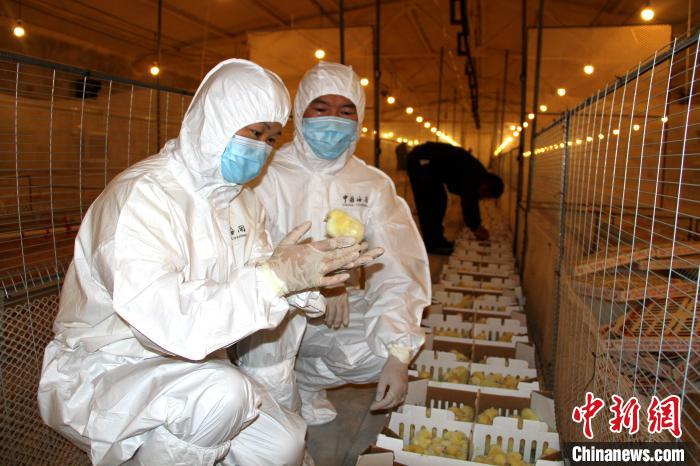 大地（宁夏）数字科技有限公司首次从新西兰引种祖代鸡(图1)